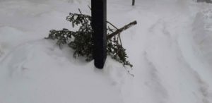 Sapin naturel abandonné après les Fêtes et gisant dans la neige